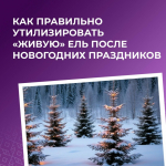 Как правильно утилизировать «живую» ель после новогодних праздников